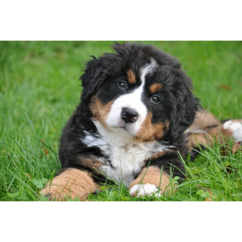 Pourquoi donner des probiotiques à son chien ​